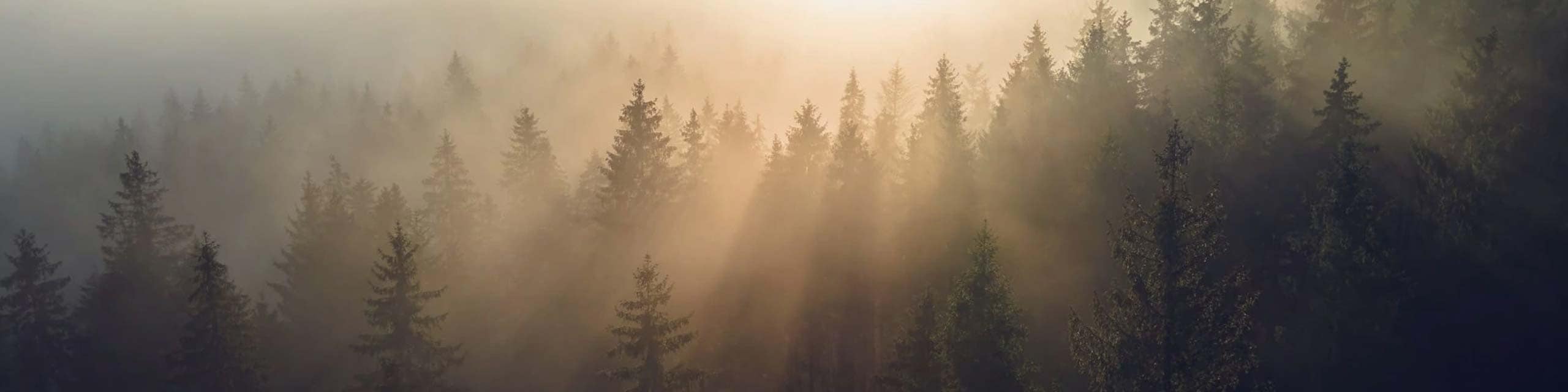 昕诺飞发布 “净零2040”气候转型计划